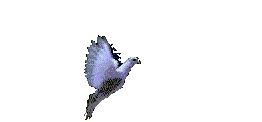 dove.gif